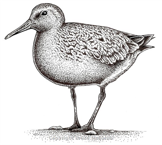 010 - Red Knot Picture(Black and white)